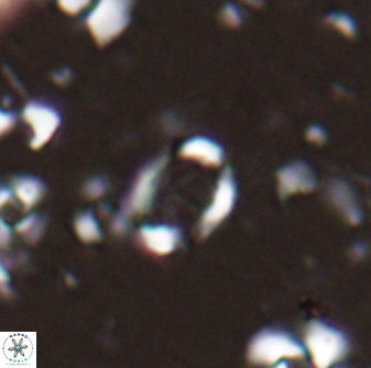 Camuralithus pelliculathus 27910