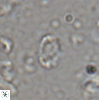 Camuralithus pelliculathus 27912
