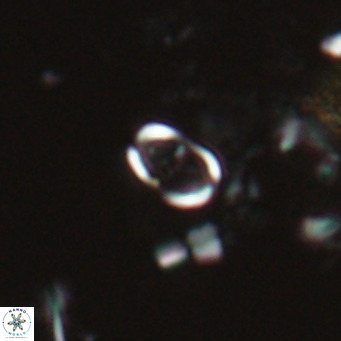 Camuralithus pelliculatus VR 028514