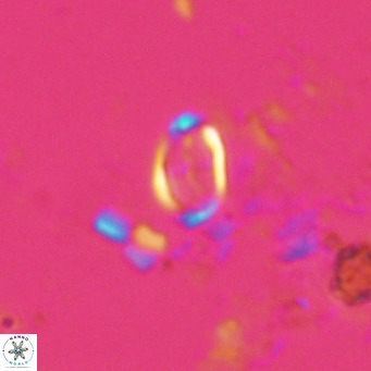 Camuralithus pelliculatus VR 028517