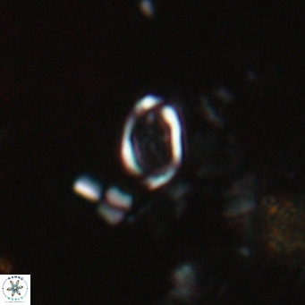 Camuralithus pelliculatus VR 028518