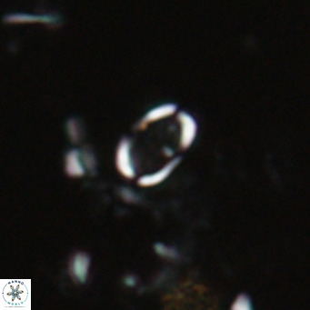 Camuralithus pelliculatus VR 028519