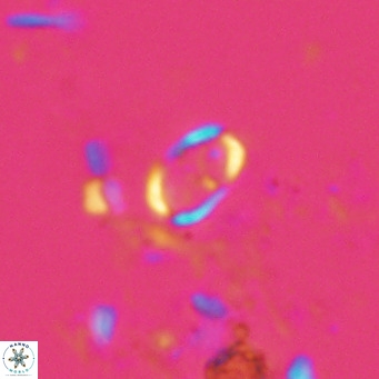 Camuralithus pelliculatus VR 028520