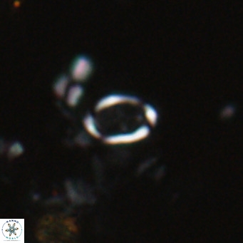 Camuralithus pelliculatus VR 028521