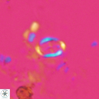 Camuralithus pelliculatus VR 028522