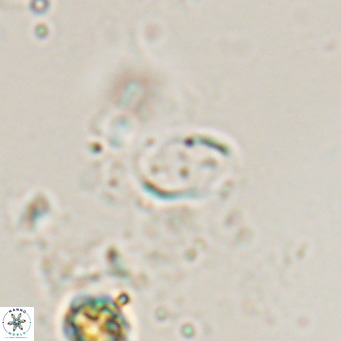 Camuralithus pelliculatus VR 028523