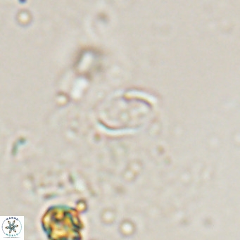 Camuralithus pelliculatus VR 028524