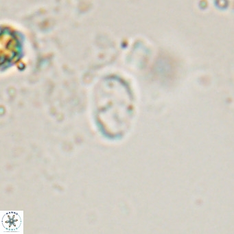 Camuralithus pelliculatus VR 028528