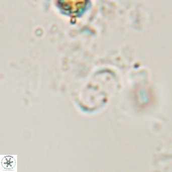 Camuralithus pelliculatus VR 028529