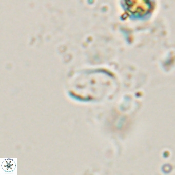 Camuralithus pelliculatus VR 028530