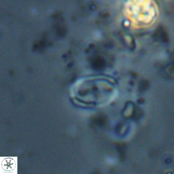 Camuralithus pelliculatus VR 028531