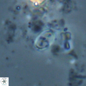 Camuralithus pelliculatus VR 028533