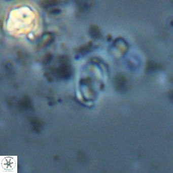 Camuralithus pelliculatus VR 028534