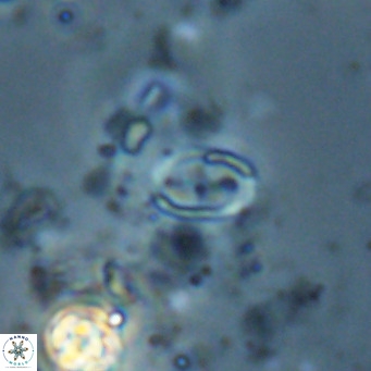 Camuralithus pelliculatus VR 028537
