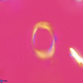 Campylosphaera bramlettei VR 30614