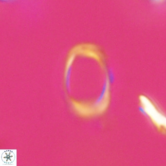 Campylosphaera bramlettei VR 30614