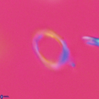 Campylosphaera bramlettei VR 30615