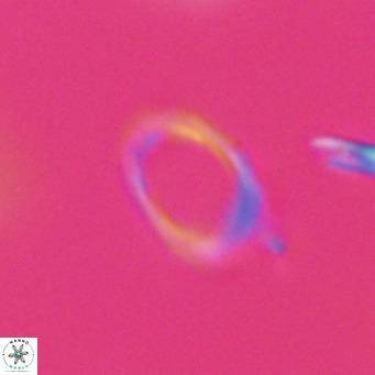 Campylosphaera bramlettei VR 30615