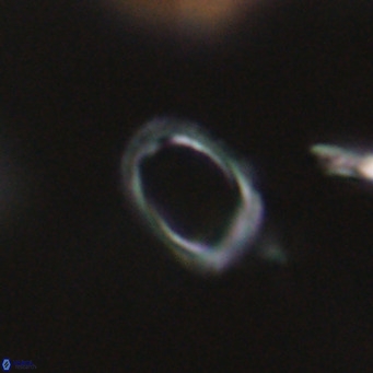 Campylosphaera bramlettei VR 30616