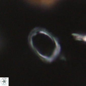Campylosphaera bramlettei VR 30616