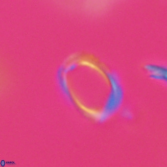 Campylosphaera bramlettei VR 30617