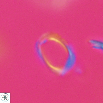 Campylosphaera bramlettei VR 30617