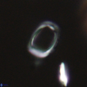 Campylosphaera bramlettei VR 30619