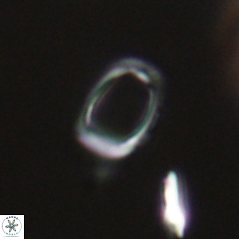 Campylosphaera bramlettei VR 30619