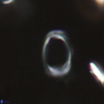 Campylosphaera bramlettei VR 30613