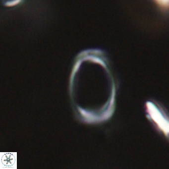 Campylosphaera bramlettei VR 30613