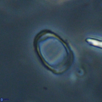 Campylosphaera bramlettei VR 30624