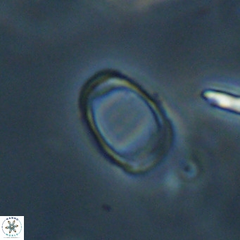 Campylosphaera bramlettei VR 30624