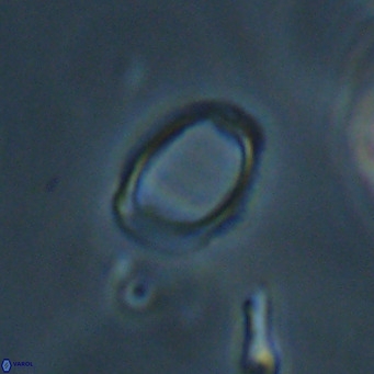 Campylosphaera bramlettei VR 30625