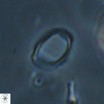 Campylosphaera bramlettei VR 30625