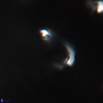 Campylosphaera bramlettei VR 30626