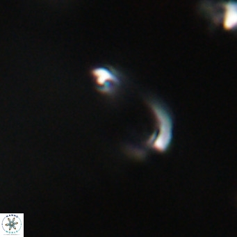Campylosphaera bramlettei VR 30626