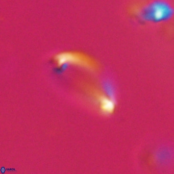 Campylosphaera bramlettei VR 30628