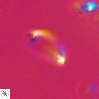 Campylosphaera bramlettei VR 30628
