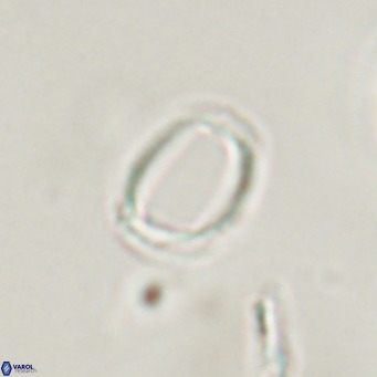 Campylosphaera bramlettei VR 30620