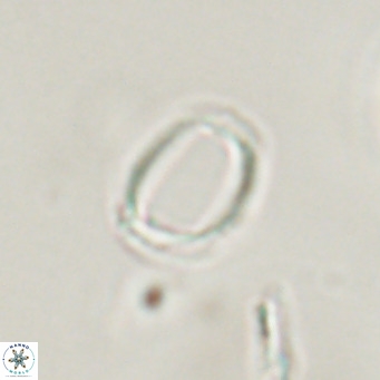 Campylosphaera bramlettei VR 30620