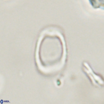 Campylosphaera bramlettei VR 30621