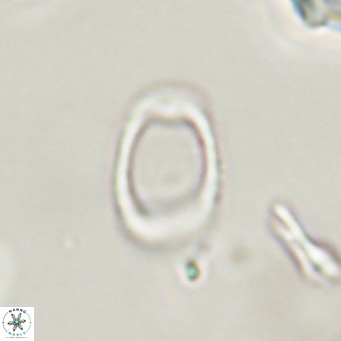 Campylosphaera bramlettei VR 30621