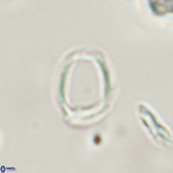 Campylosphaera bramlettei VR 30622