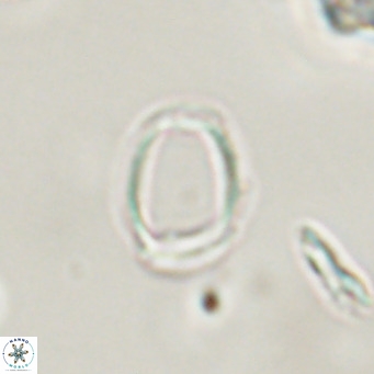Campylosphaera bramlettei VR 30622