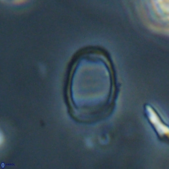 Campylosphaera bramlettei VR 30623