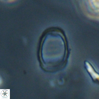 Campylosphaera bramlettei VR 30623