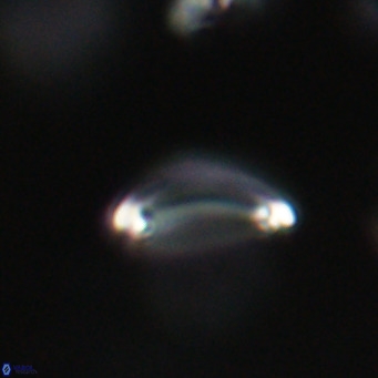 Campylosphaera bramlettei VR 30634