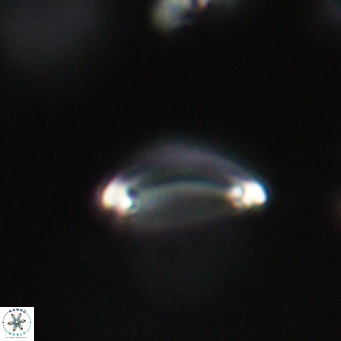Campylosphaera bramlettei VR 30634