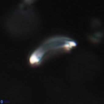 Campylosphaera bramlettei VR 30635