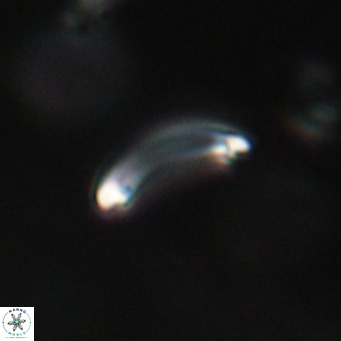 Campylosphaera bramlettei VR 30635